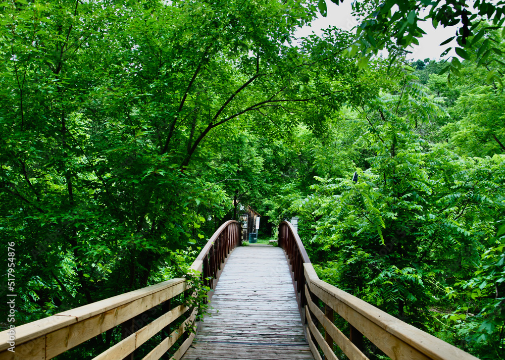 Fototapeta premium wooden bridge in the forest