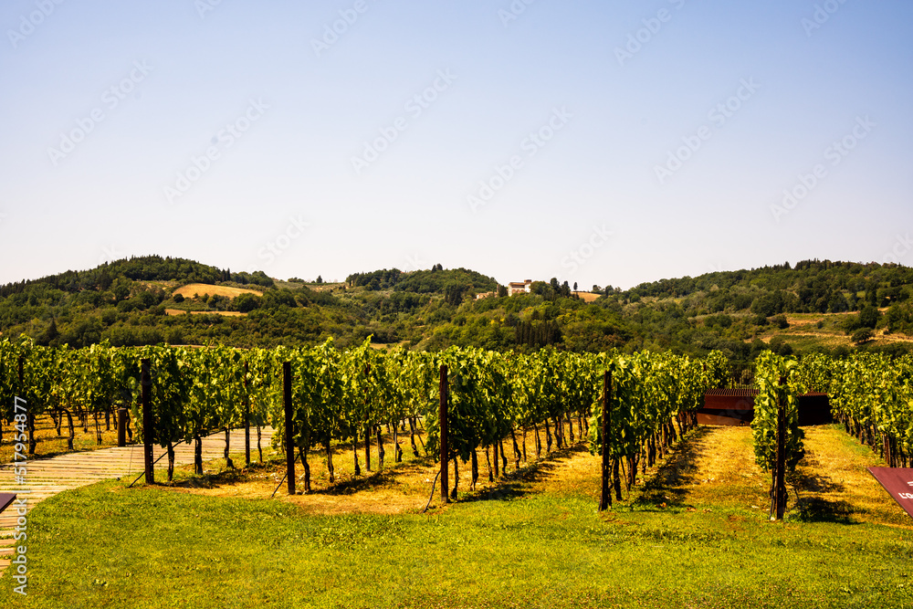 Vineyards of Italy 