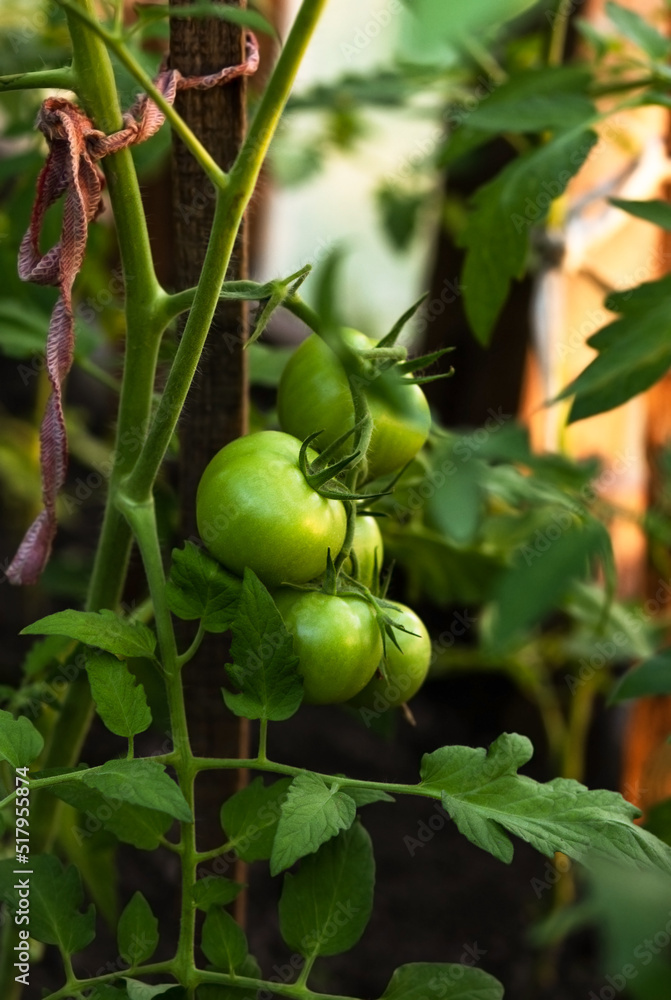 Green tomato fruits grow on a branch in a greenhouse, the future harvest of ripe tomatoes Green tomato fruits grow on a branch in a greenhouse, the future harvest of ripe tomatoes