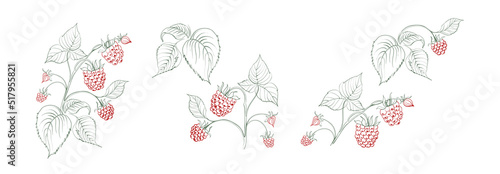 Set of different branches of raspberries on white background.