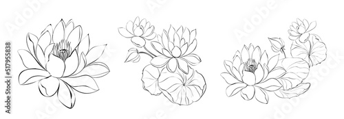 Set of differents lotus on white background.