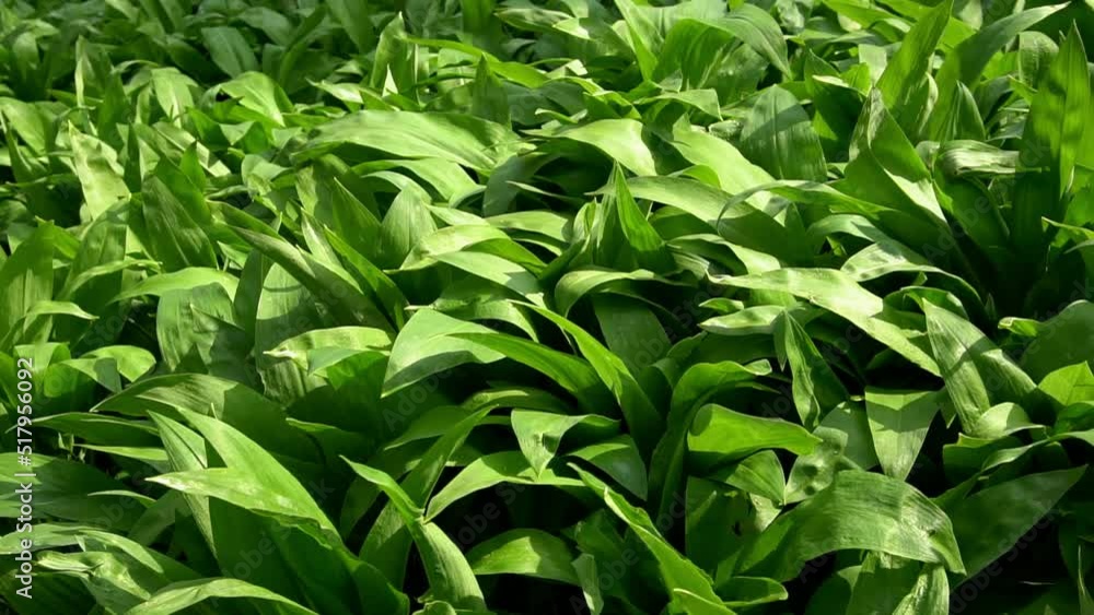 Wild bear garlic. Wild bear garlic.