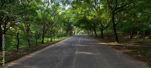 Perspectiva de carretera con un túnel de árboles dando sombra photo