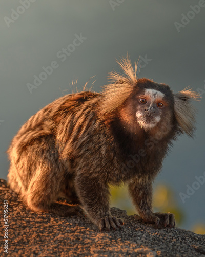 Małpa sagui uistiti - Rio de Janeiro photo