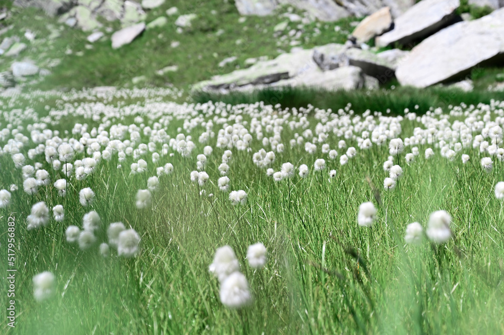 white flowers in the mountains