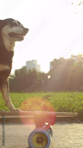 CLOSE UP, SUN FLARE: Cool puppy riding a high tech e-longboard down an empty asphalt track leading through the idyllic green park. Golden sun rays shine on miniature pinscher riding a skateboard. photo