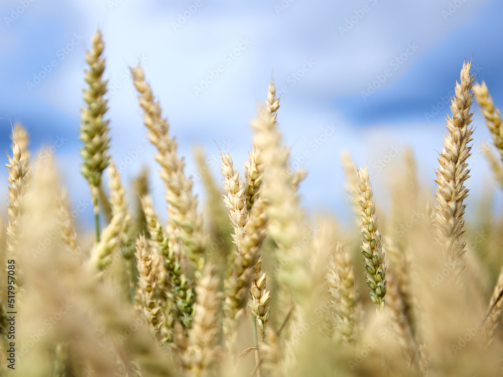 Wheat field. Ears of golden wheat close up. Beautiful Rural Scenery under Shining Sunlight and blue sky. Background of ripening ears of meadow wheat field. Wheat field. Ears of golden wheat close up. Beautiful Rural Scenery under Shining Sunlight and blue sky. Background of ripening ears of meadow wheat field.
