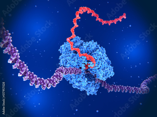 The RNA polymerase II transcribing DNA into RNA. photo