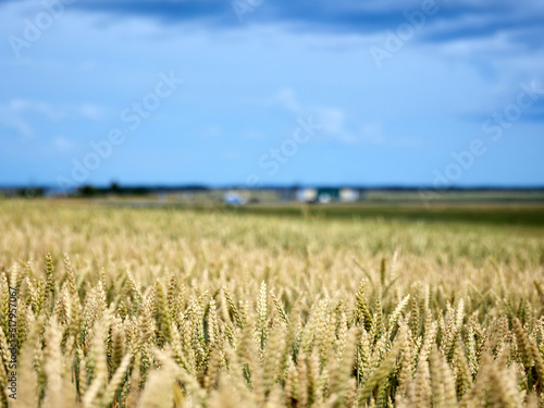 Wheat field. Ears of golden wheat close up. Beautiful Rural Scenery under Shining Sunlight and blue sky. Background of ripening ears of meadow wheat field.