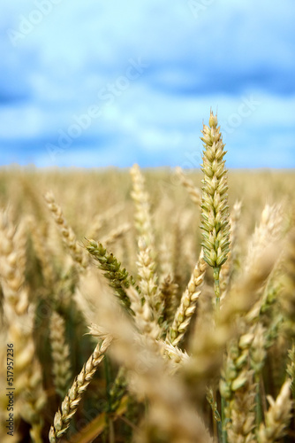 Wheat field. Ears of golden wheat close up. Beautiful Rural Scenery under Shining Sunlight and blue sky. Background of ripening ears of meadow wheat field.