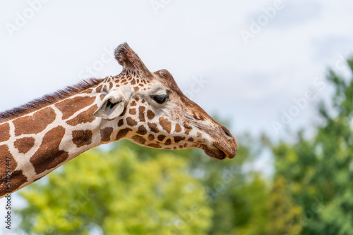 Portret żyrafy. Portrait of a giraffe