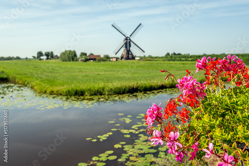 Pink and red flowering pelargonium plant. The photo was taken in the Dutch village of Hoornaar on a summer day from a bridge with flowering plants on the bridge railing. photo