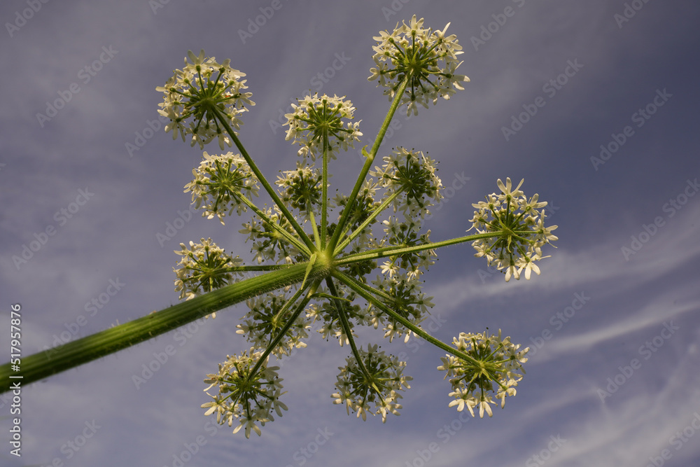 A white umbel flower photographed from below against a blue sky - obrazy, fototapety, plakaty 