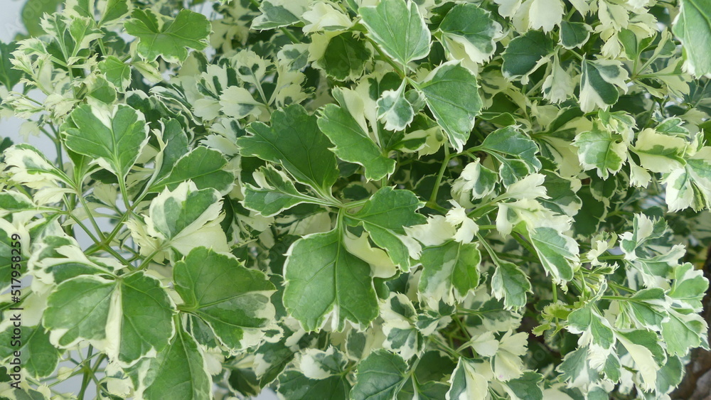 Obraz premium green leaves background