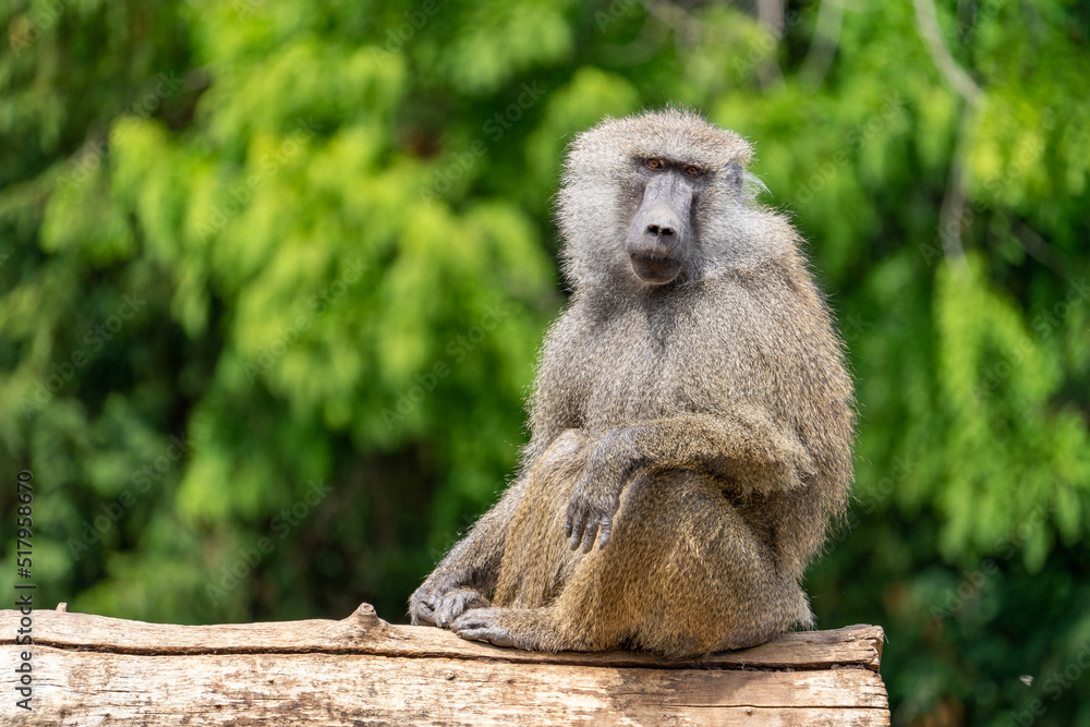 Pawian na zielonym tle. Baboon on a green background