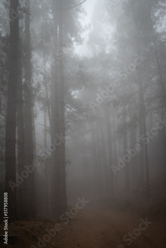 Foggy forest path between pines. Mysterious misty day