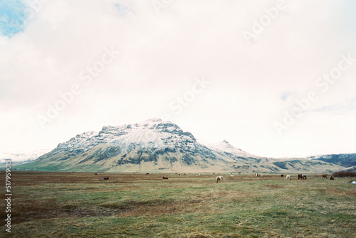 Horses graze in the valley against the backdrop of the mountains. Iceland