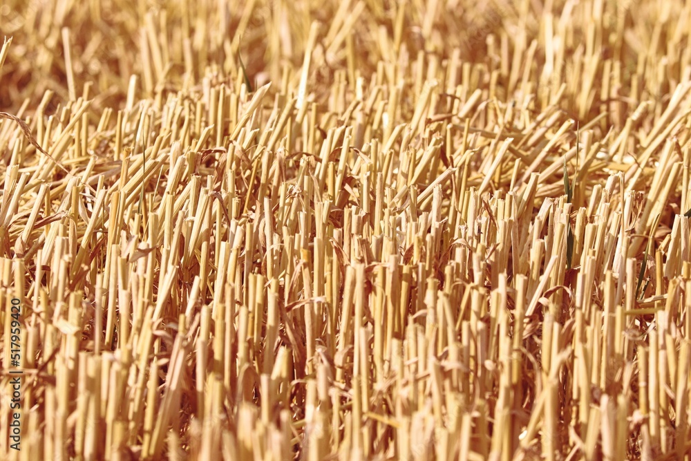 abgeerntetes Feld mit Getreidestoppeln abgeerntetes Feld mit Getreidestoppeln