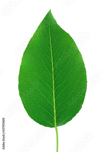 Green pear leaf isolated on white background