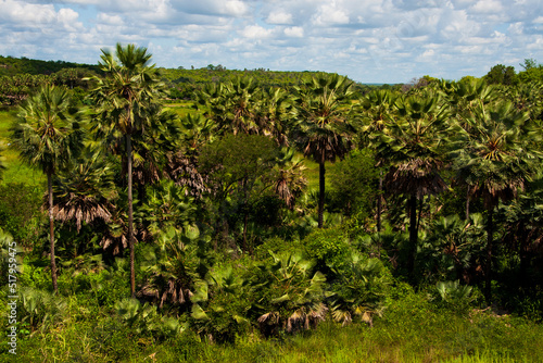 carnauba forest (copernecia prunifera) in felipe guerra, rio grande do norte state, brazil