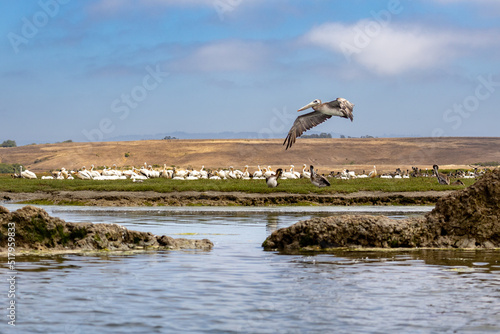 Wildlife and birds pelican egret while kayaking the Elkhorn Slough by Moss Landing and Monterey Bay Pacific Ocean.