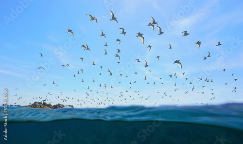 Colony of seabirds (Mediterranean gulls) flying in the sky seen from sea surface, Spain photo