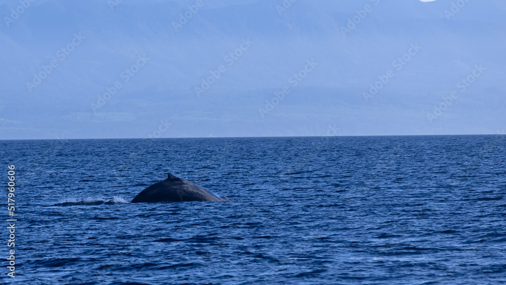 Obraz premium Humpback whale in the sea