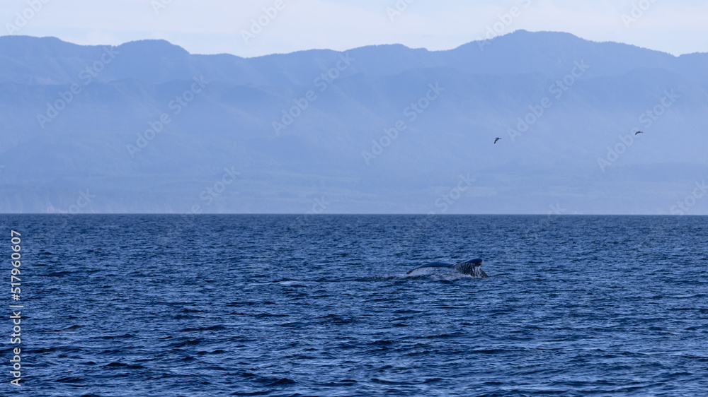 humpback whale  tail in ocean with mountain range in background
