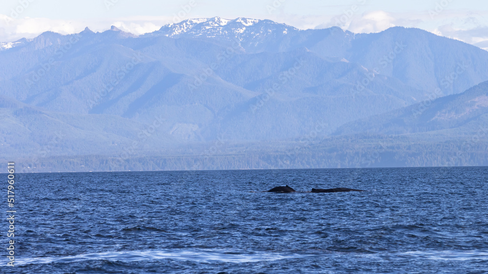 pod of humpback whale breaching on calm day on ocean pod of humpback whale breaching on calm day on ocean