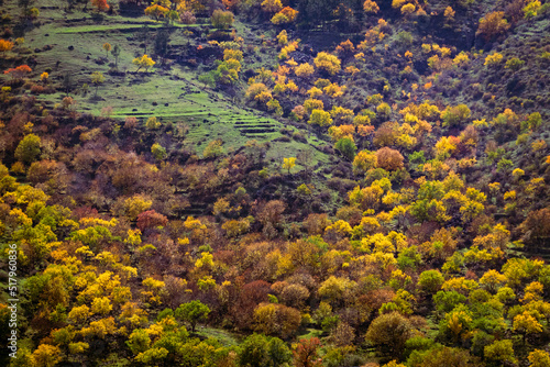 Autumn trees on mountain slope
