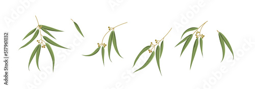 Set of differents eucalyptus leaves on white background.