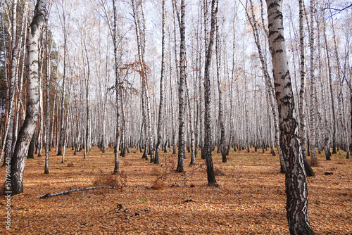 Beautiful forest
