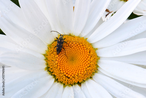 Daisy Beetle
