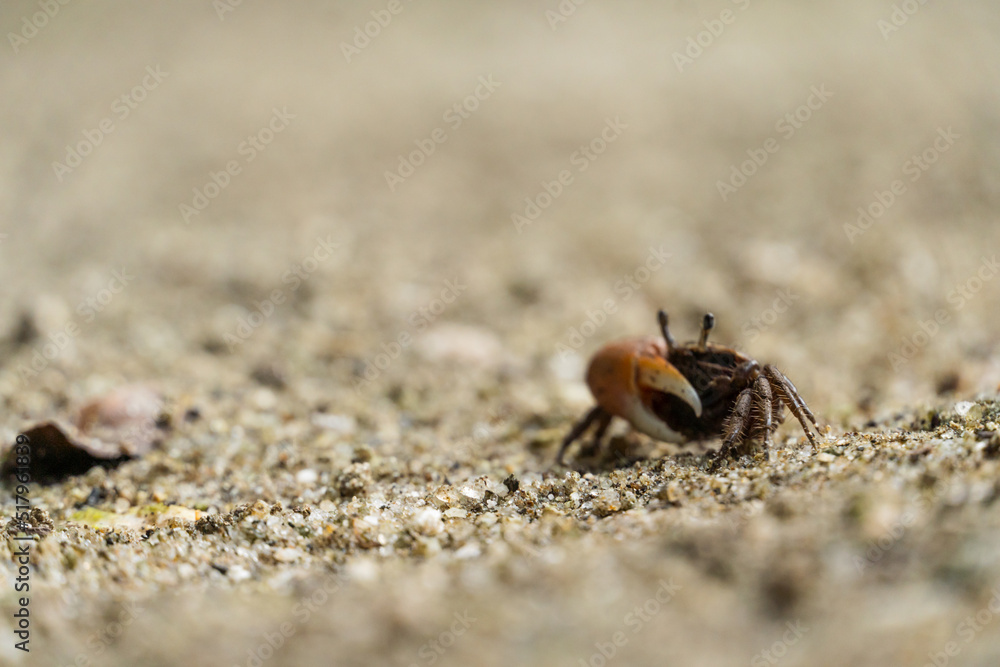 Very small crab in the wild. Region close to the lagoon and mangrove. Selective focus Very small crab in the wild. Region close to the lagoon and mangrove. Selective focus