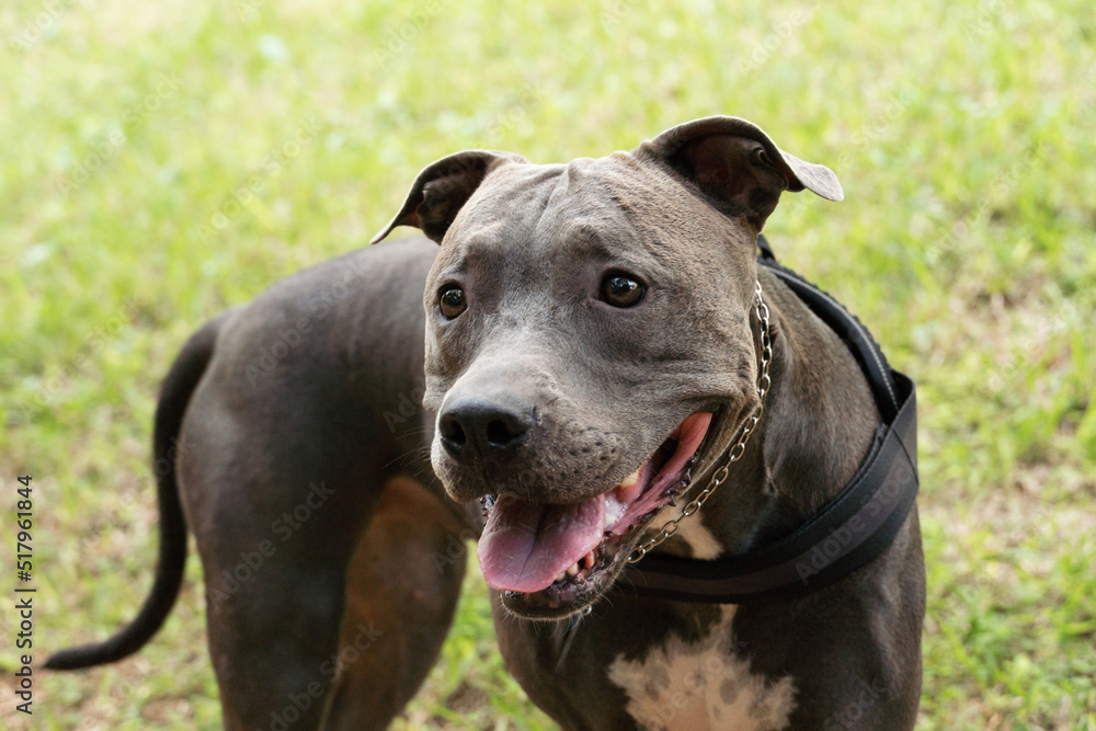 Pit bull blue nose dog walking free in the park. Isolated area with nature trails