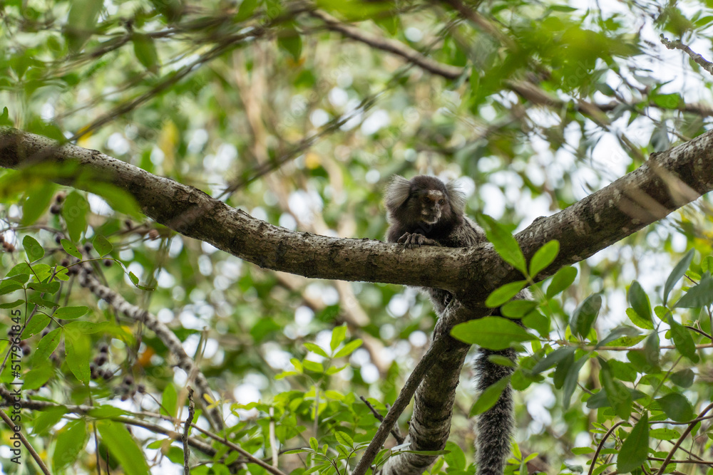 Lion tamarin in the tree watching. Park in Rio de Janeiro, Brazil. Free monkey in the wild Lion tamarin in the tree watching. Park in Rio de Janeiro, Brazil. Free monkey in the wild
