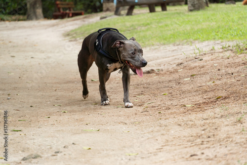 Pit bull blue nose dog walking free in the park. Isolated area with nature trails