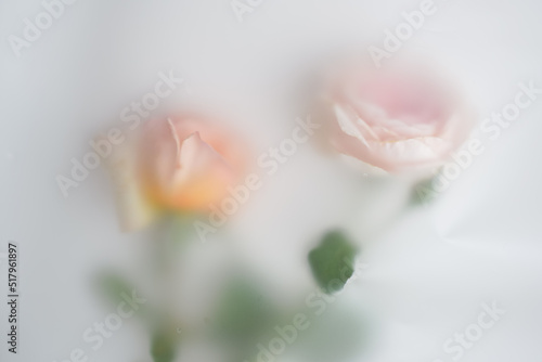 Two pink tender roses in abstract blur filter on light background, image for adding text or cover