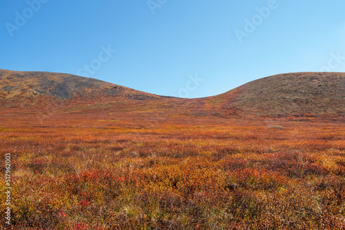 Minimalistic colorful mountain landscape with a hillside in golden sunlight in autumn in pastel colors. Plateau with a dwarf birch of the red color of the sunlit mountainside.