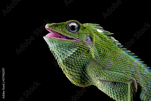 close up head green lizard with black background
