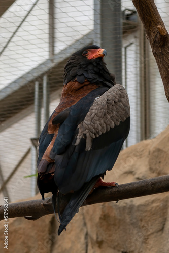 Vogel