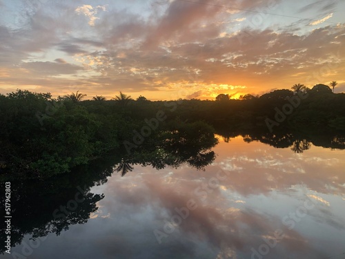 Amazon nature