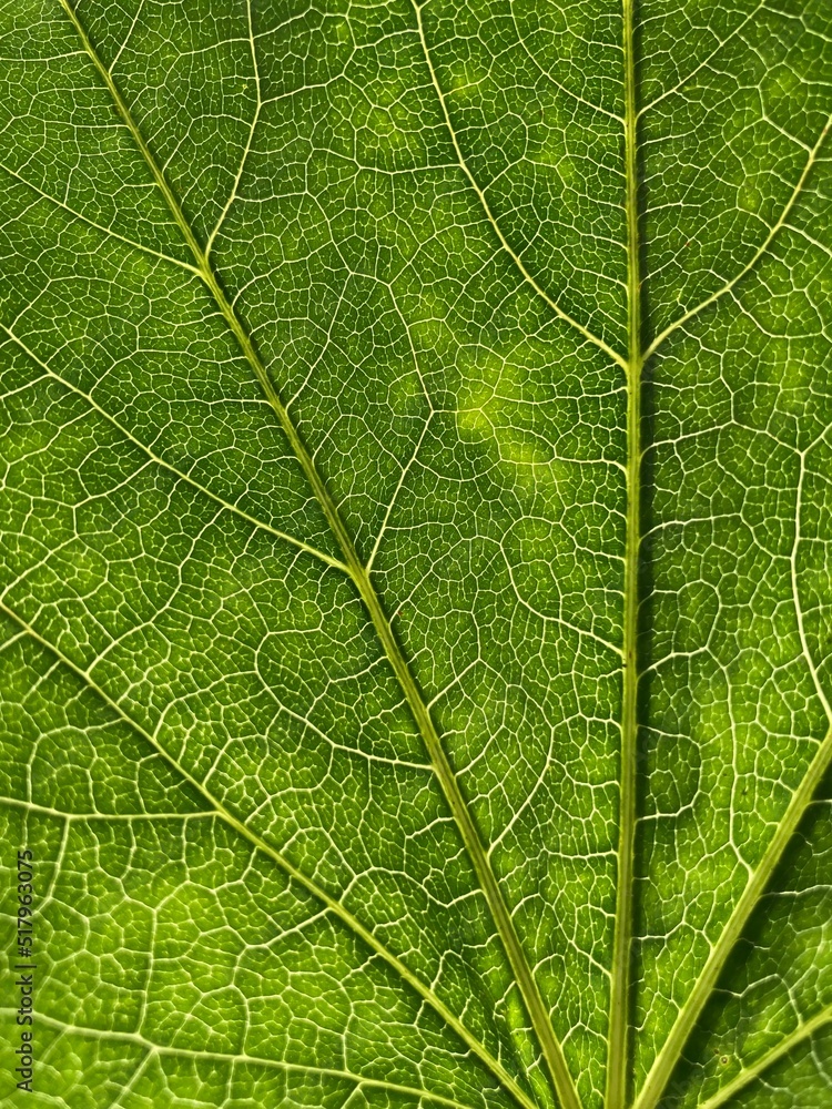 Obraz premium Green leaf with veins close up