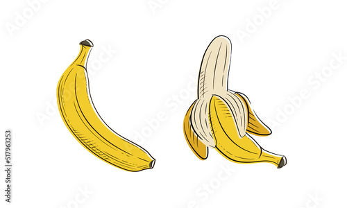 Banana's sketch isolated on white background. Banana vintage doodle icons. Vector illustration