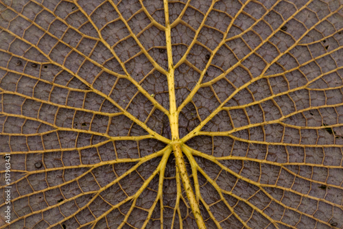 South America flora. Closeup view of a Victoria cruziana giant leaf underside. Beautiful nerves and thorns texture and pattern. photo