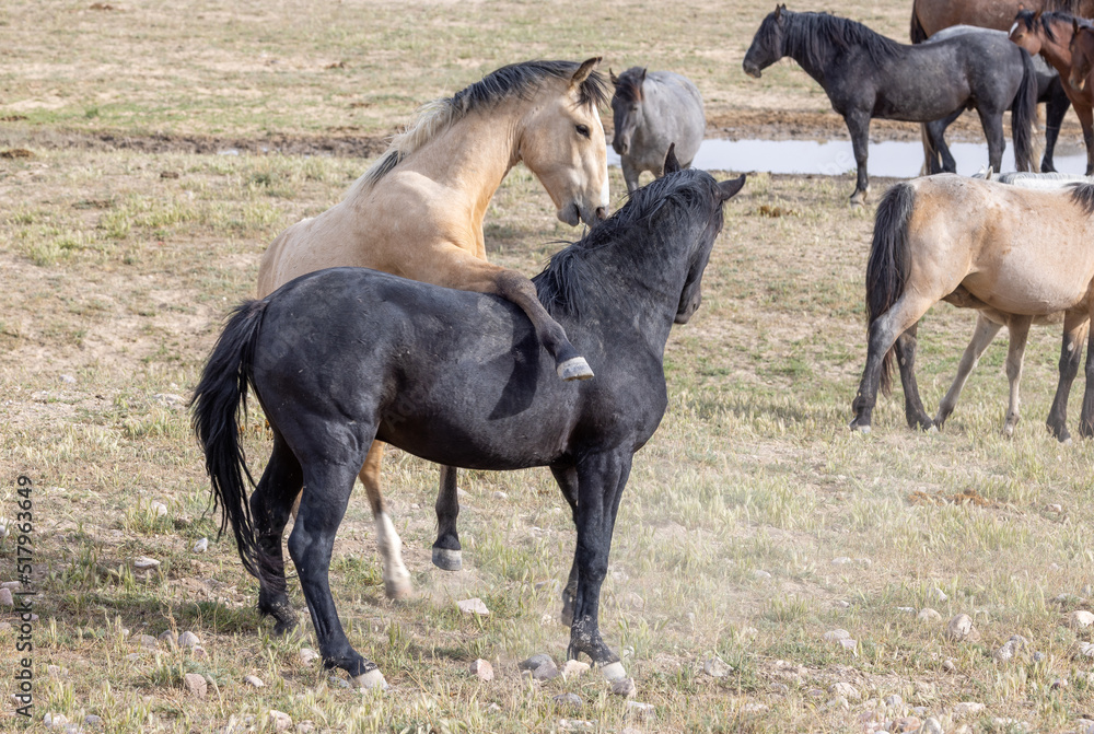 Wild Horse Stallions Fighting in the Utah Desert Wild Horse Stallions Fighting in the Utah Desert