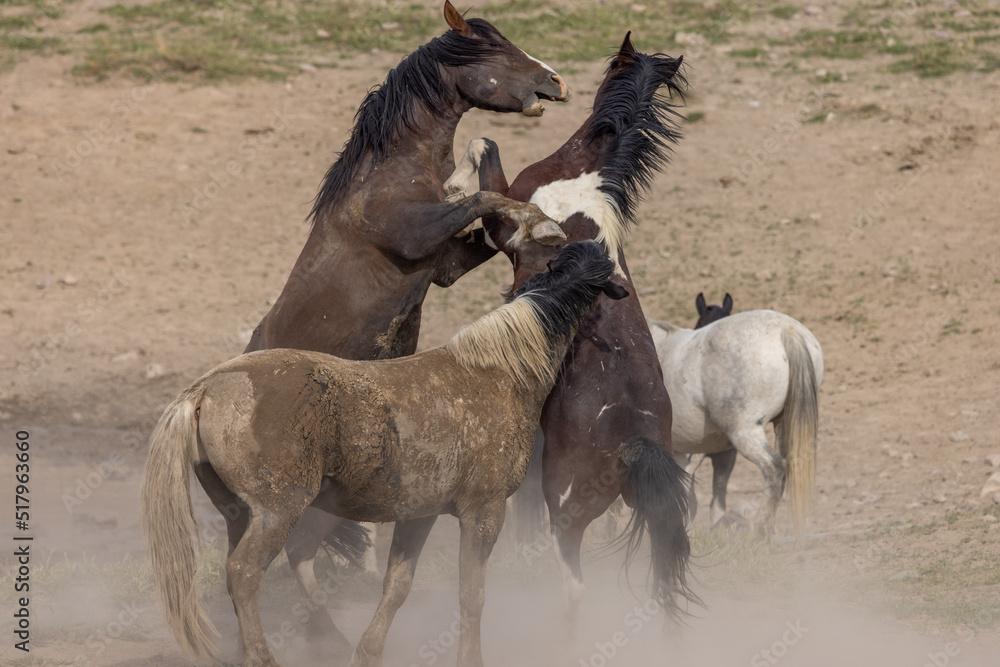 Obraz premium Wild Horse Stallions Fighting in the Utah Desert