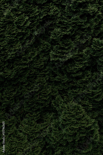 Backdrop from deep green thuja branches for design or project