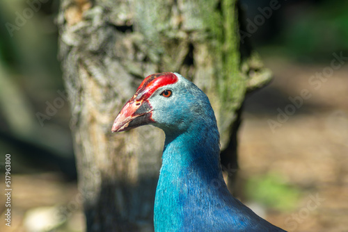  blue bird - common swarm - modrzyk zwyczajny - Porphyrio porphyrio