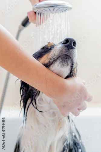portrait of dog enjoying a shower in the bathtub